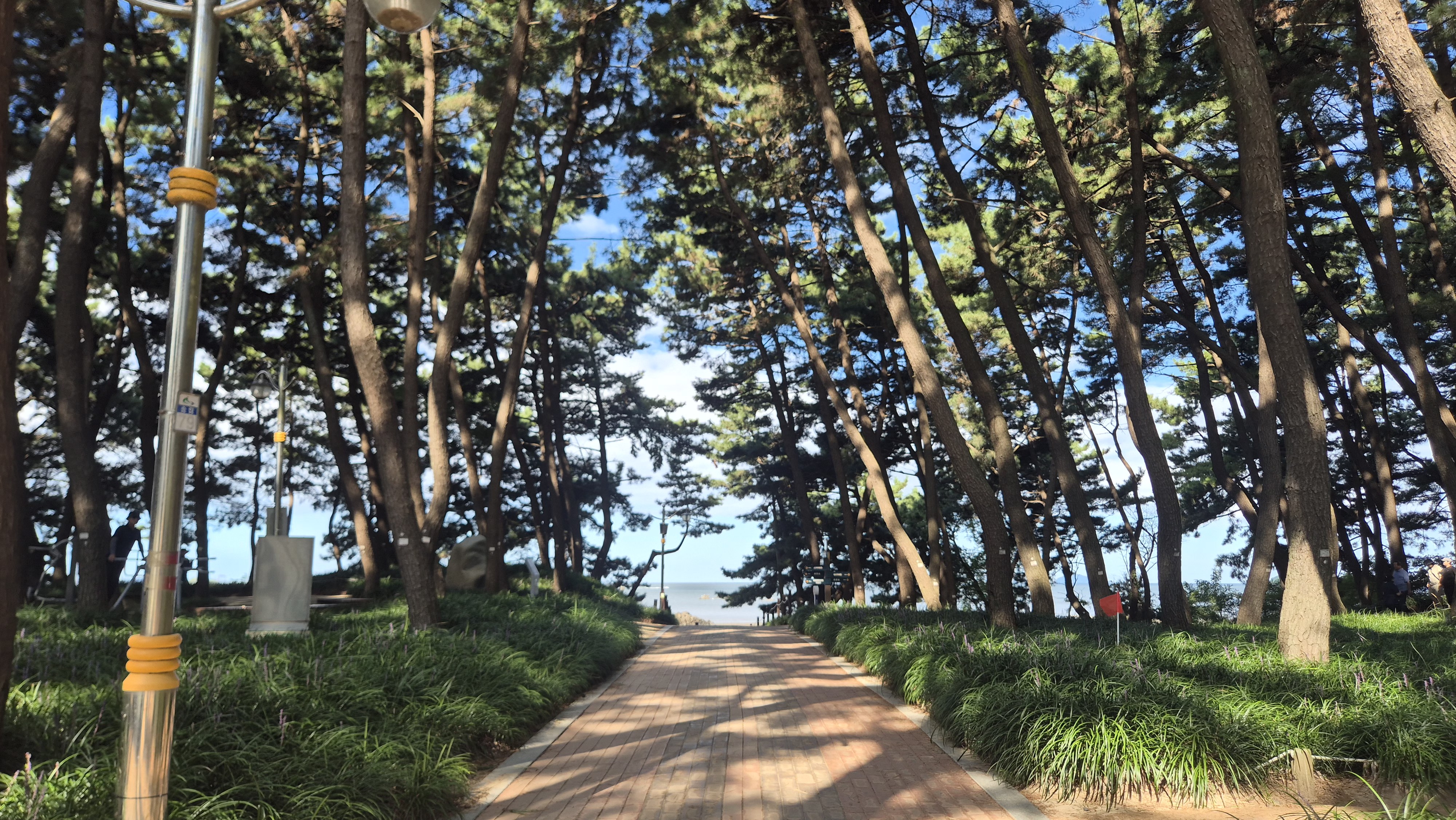소나무 숲 사이로 바다가 보이는 산책로